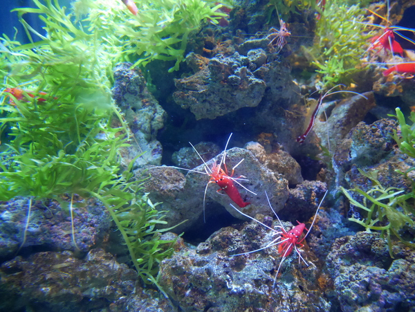 f:id:gzutetsu:20150515152545j:image