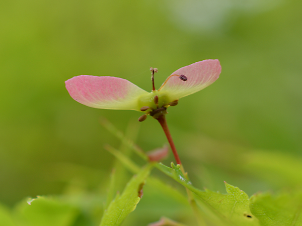 f:id:gzutetsu:20150523001852j:image