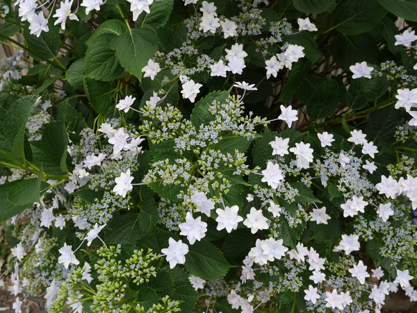 f:id:gzutetsu:20150601073205j:image