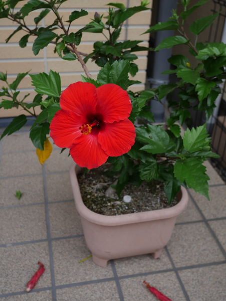 f:id:gzutetsu:20150704074359j:image