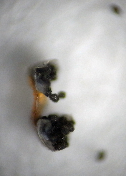 f:id:gzutetsu:20150711165220j:image