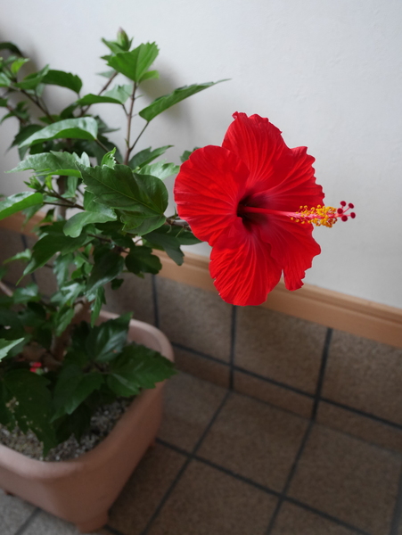 f:id:gzutetsu:20150717074217j:image