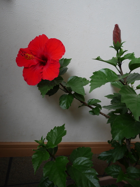 f:id:gzutetsu:20150717074234j:image