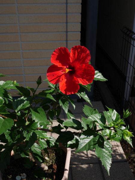 f:id:gzutetsu:20150724075750j:image