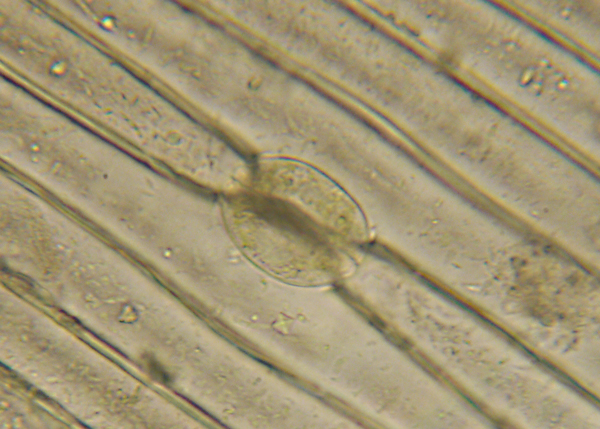 f:id:gzutetsu:20150726163746j:image