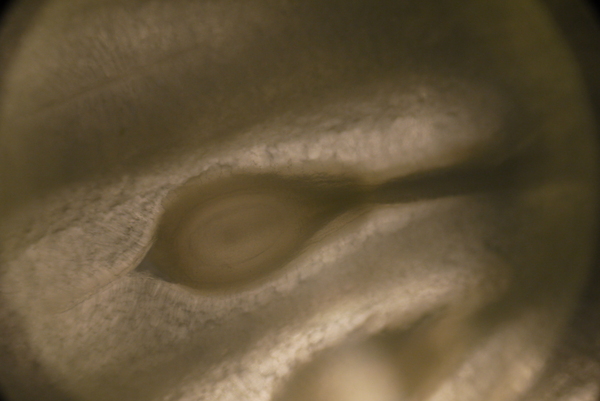 f:id:gzutetsu:20150802173943j:image