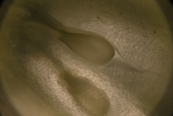 f:id:gzutetsu:20150802174158j:image
