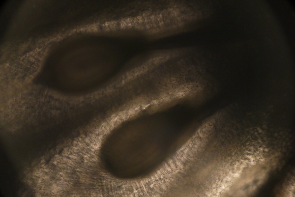 f:id:gzutetsu:20150802174742j:image