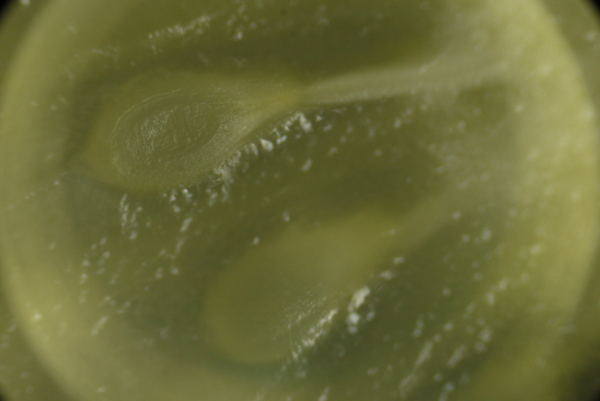 f:id:gzutetsu:20150802174758j:image