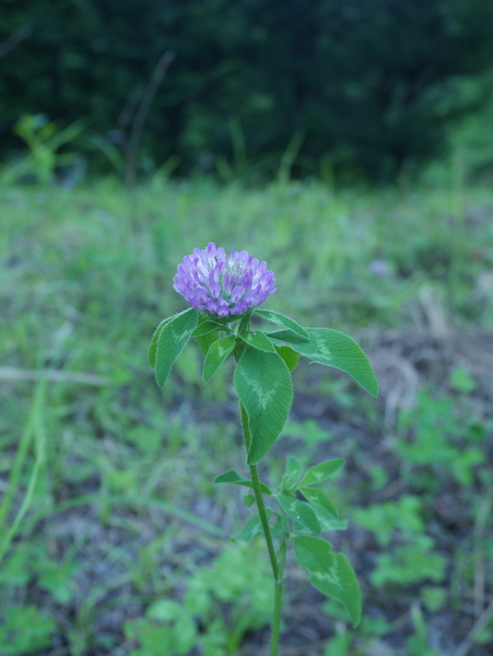 f:id:gzutetsu:20150812111435j:image