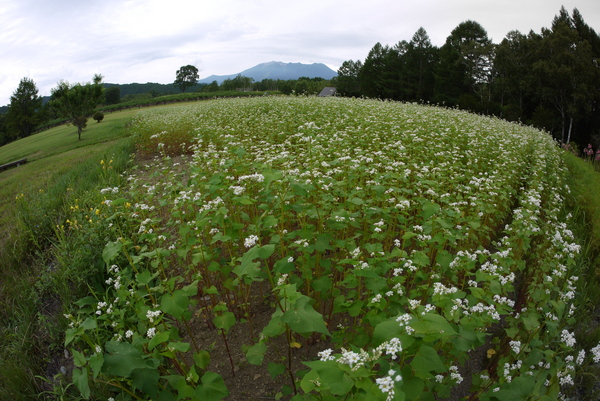 f:id:gzutetsu:20150812112157j:image