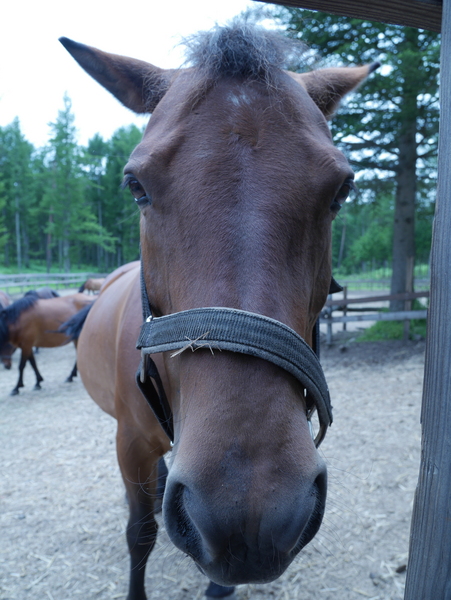 f:id:gzutetsu:20150812123729j:image