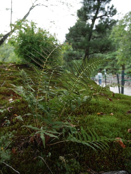 f:id:gzutetsu:20150813141428j:image