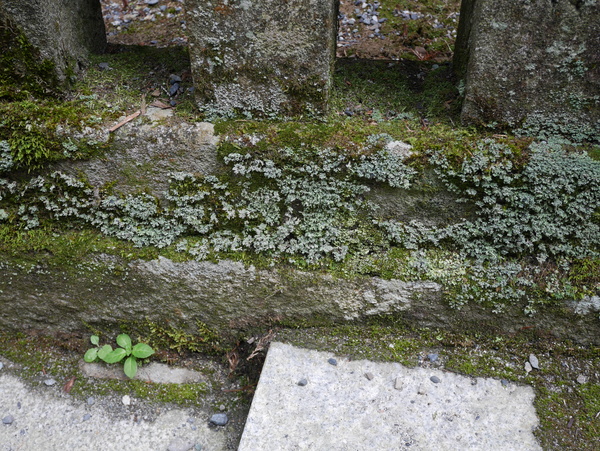 f:id:gzutetsu:20150813145334j:image