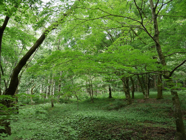 f:id:gzutetsu:20150813150539j:image