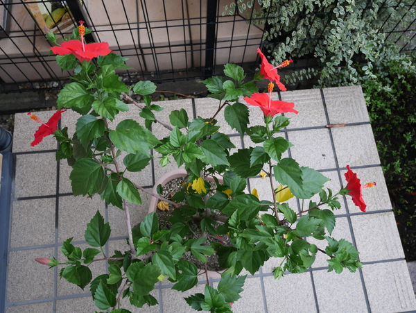 f:id:gzutetsu:20150908065110j:image