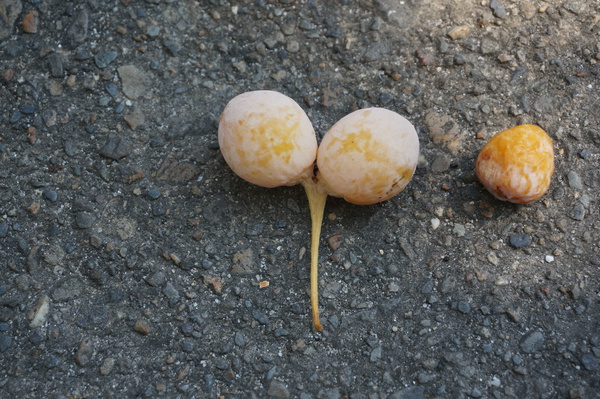 f:id:gzutetsu:20150920113643j:image
