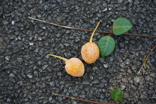 f:id:gzutetsu:20150920113750j:image