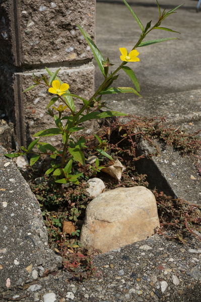 f:id:gzutetsu:20150921104013j:image