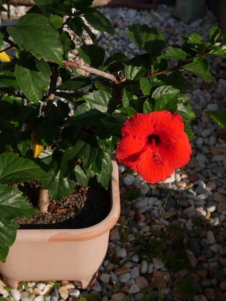 f:id:gzutetsu:20151004075616j:image