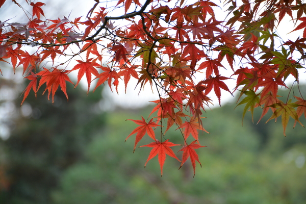 f:id:gzutetsu:20151129123328j:image