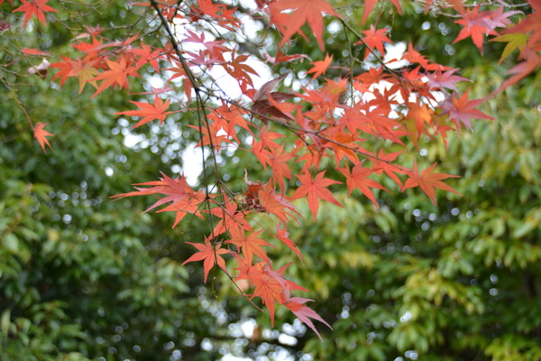 f:id:gzutetsu:20151129124909j:image