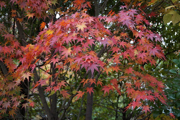 f:id:gzutetsu:20151129130414j:image