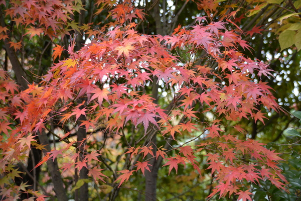 f:id:gzutetsu:20151129130428j:image