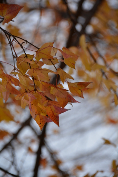 f:id:gzutetsu:20151212133138j:image