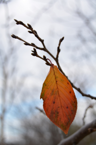 f:id:gzutetsu:20151212133851j:image