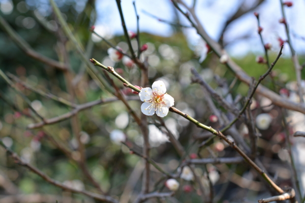 f:id:gzutetsu:20160228142458j:image