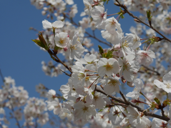 f:id:gzutetsu:20160327123643j:image