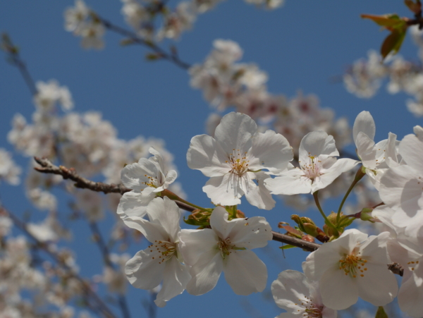 f:id:gzutetsu:20160327124219j:image