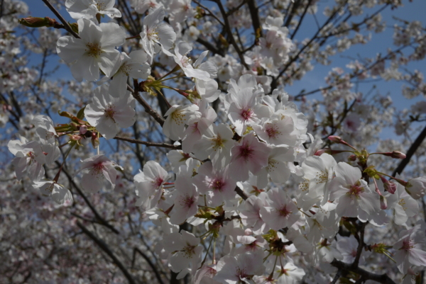 f:id:gzutetsu:20160327124437j:image