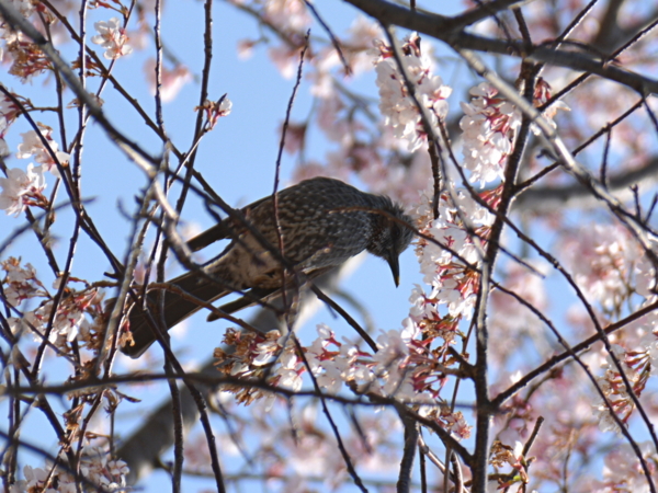 f:id:gzutetsu:20160327125517j:image