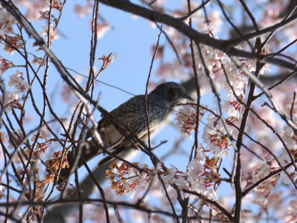 f:id:gzutetsu:20160327125521j:image