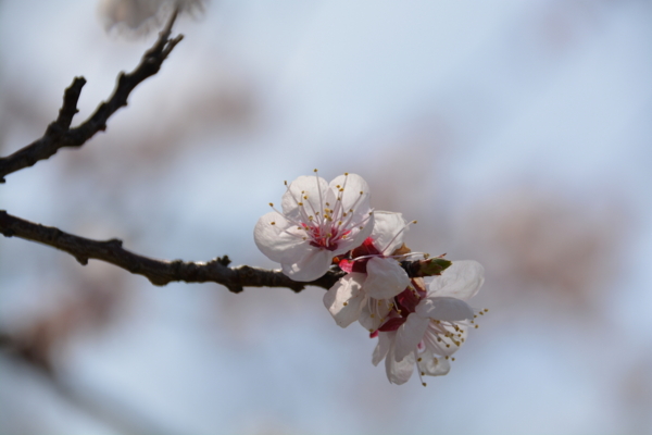 f:id:gzutetsu:20160327125725j:image