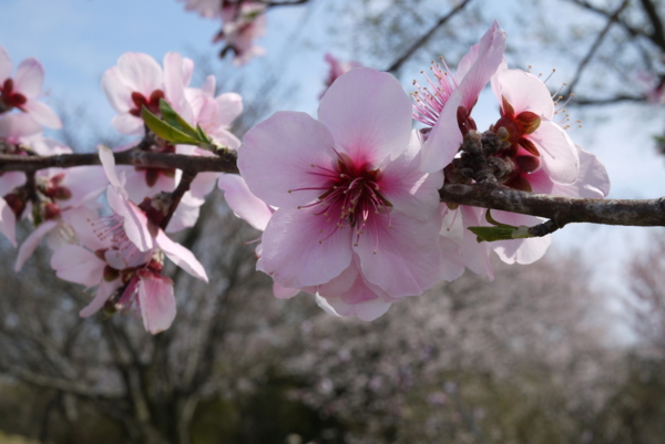 f:id:gzutetsu:20160327133854j:image