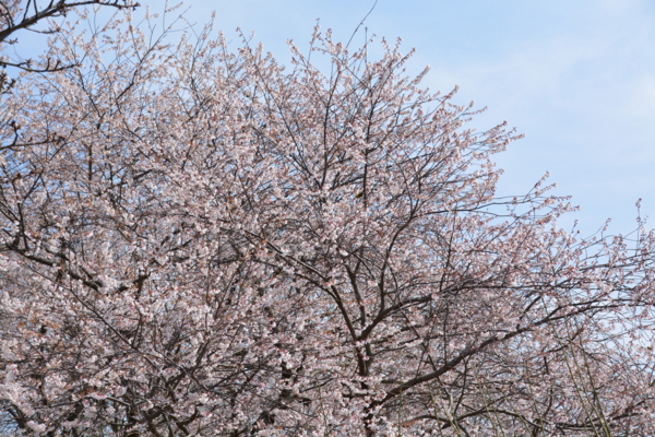 f:id:gzutetsu:20160327134142j:image