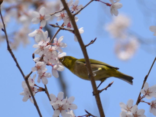 f:id:gzutetsu:20160327134324j:image