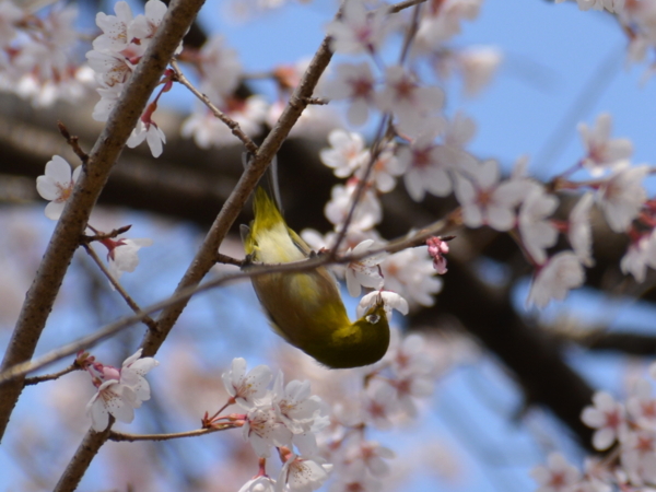 f:id:gzutetsu:20160327134341j:image