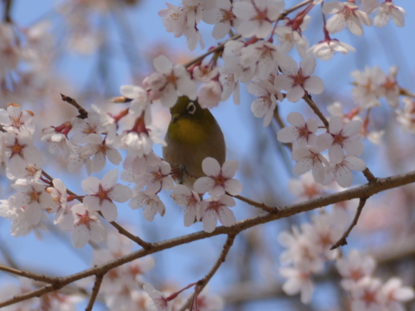 f:id:gzutetsu:20160327134416j:image