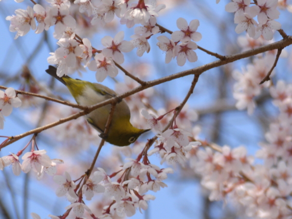 f:id:gzutetsu:20160327134424j:image
