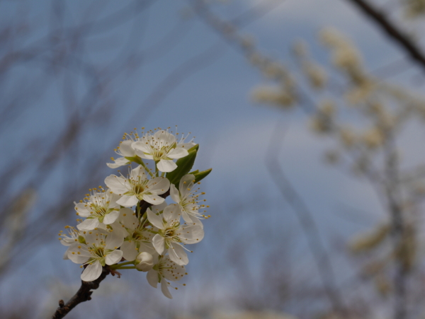 f:id:gzutetsu:20160327134447j:image