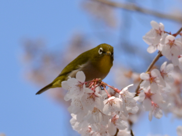 f:id:gzutetsu:20160327134529j:image