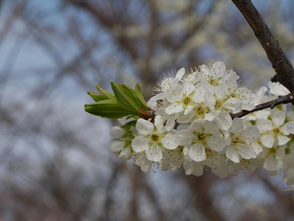 f:id:gzutetsu:20160327134530j:image