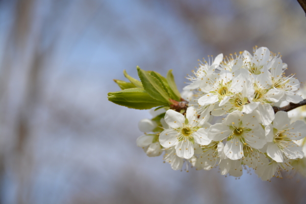 f:id:gzutetsu:20160327134848j:image