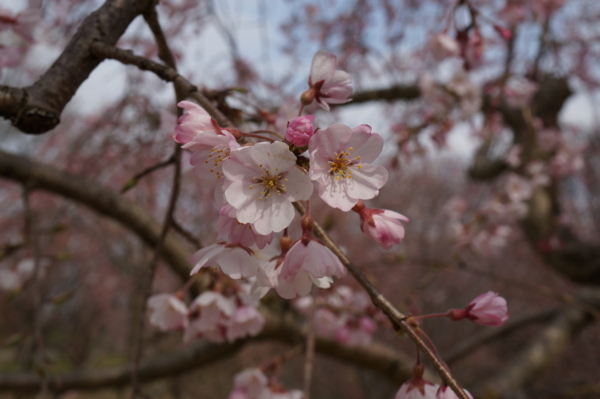 f:id:gzutetsu:20160327142042j:image