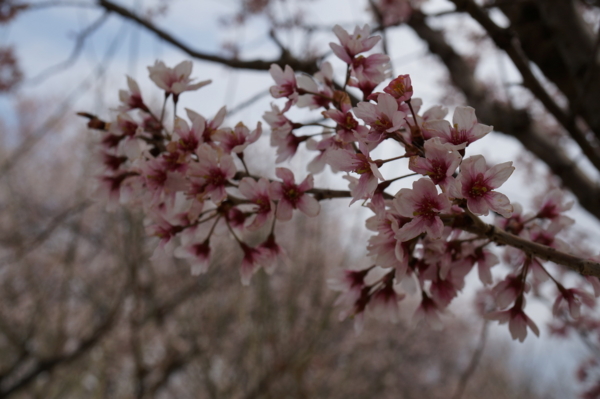 f:id:gzutetsu:20160327142242j:image
