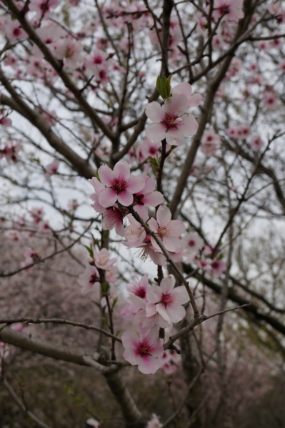 f:id:gzutetsu:20160327142451j:image
